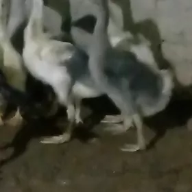 ördek guss martin jüýje