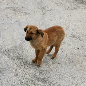 Щенок девочка в добрые руки