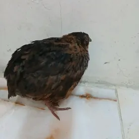 Bedene - перепёл