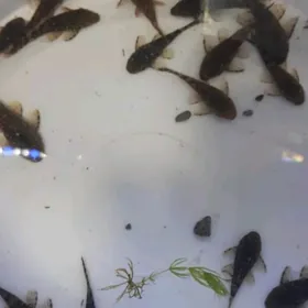 АНЦИТРУС СОМИКИ