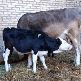 ekiz galstyen unajynlar