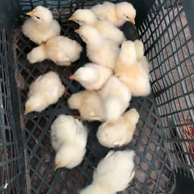 Adler legorin towuk juje