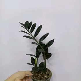 ЗАМИОКУЛЬКАС