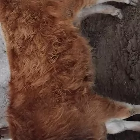 OKUZ ȘWES BOYI YETEN