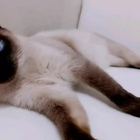 сиамская кошка