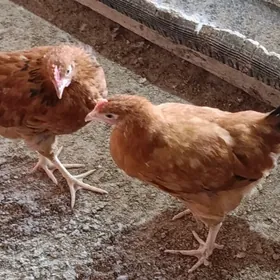 товук жуйжеси