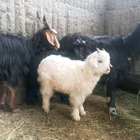 Goýunlar wegeçiler