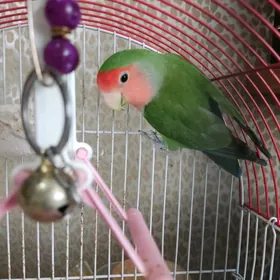 попугай неразлучник