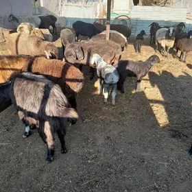 gisar guzuly goyunlar