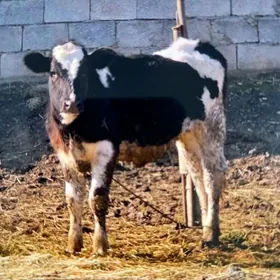 GARALA GALISDRÝIN TÜWE