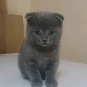 Шотландский вислоухий кот