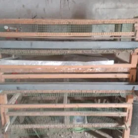 bedana ketegi 100 sansi sigyar