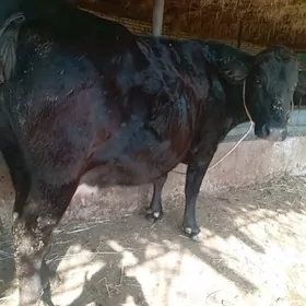 yetik bogaz sygyrlar