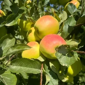 Mary şäheri Dimitirde yer