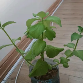 Лимонник ( limonnik)