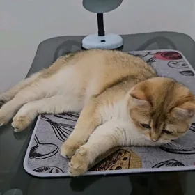 Золотая шиншилла