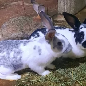 Towşanlar..кролики.