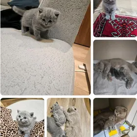 Шотландские котята