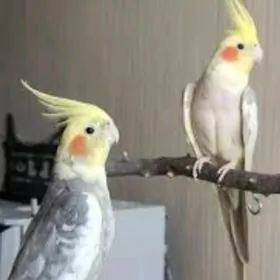 karella карелла