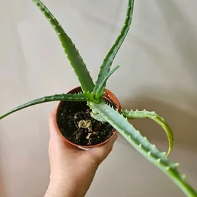 алоэ лечебное