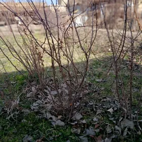 карлик вишня