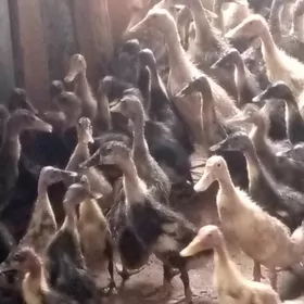 ördek ýaşylbaş jüýje