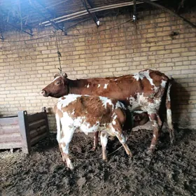 голели сыгыр