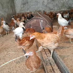 4 5 aylyk towuk horaz juyje