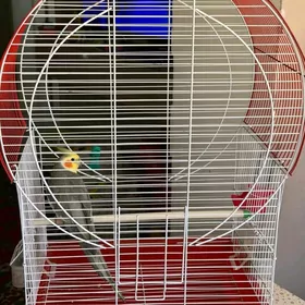 попугай Корелла