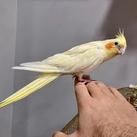 Papugay папугай