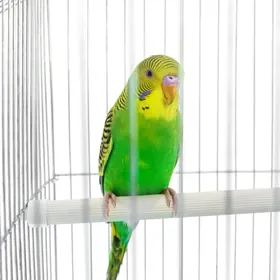 попугай с клеткой