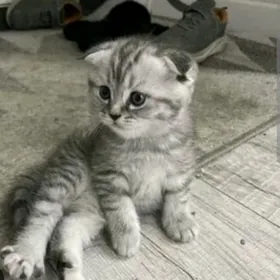 шотландская табби шиншилла