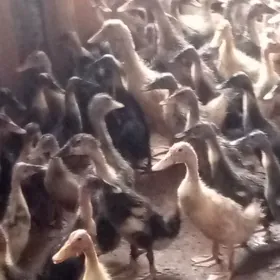 ördek ýaşylbaş jüýje