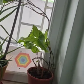 домашние цветы