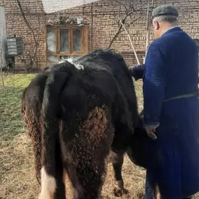 Gysyr, ıýmlenıp duran unajynla