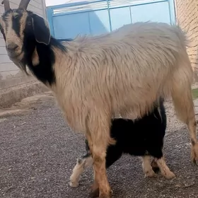 Goýunlar we geçiler