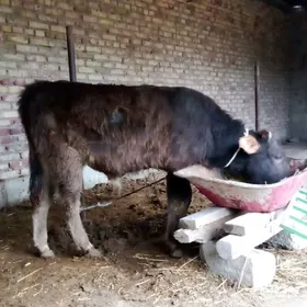 Öküz Şiwet 11 aýlyk