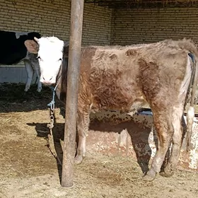 gibrit(swet+ Simental)