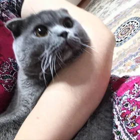 шотландский вислоухий кот