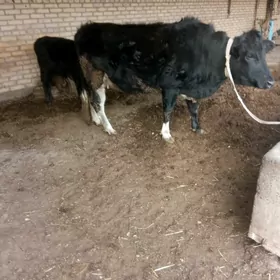 bogaz galyshteyn unajyn