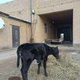 арасса чорну пийостур гунаджын