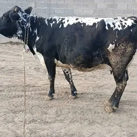 GOLELİ SYGYR TOHUM MAL