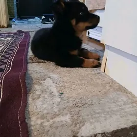 продаю щенка,