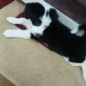 Собачки отдам хорошие руки