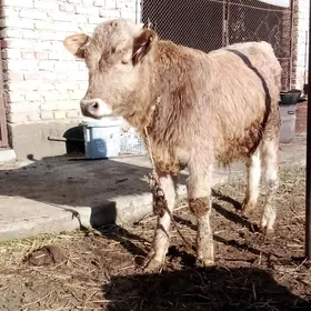 Öküz Gibrit 7 aýlyk