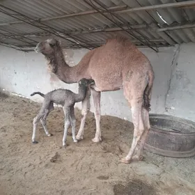 köşöklü. düyö  yuwoş