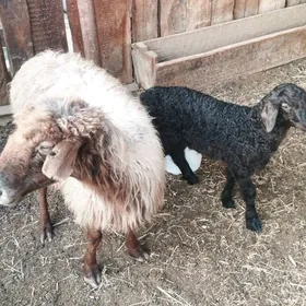 Guzly goyun Bogaz geci