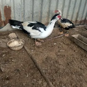 indvutka laotka erkek