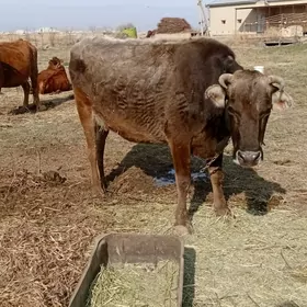 GÖLLELI ŞIWES SYGYR