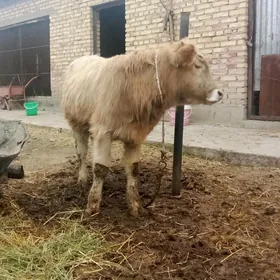 Öküz Gibrit 7 aýlyk